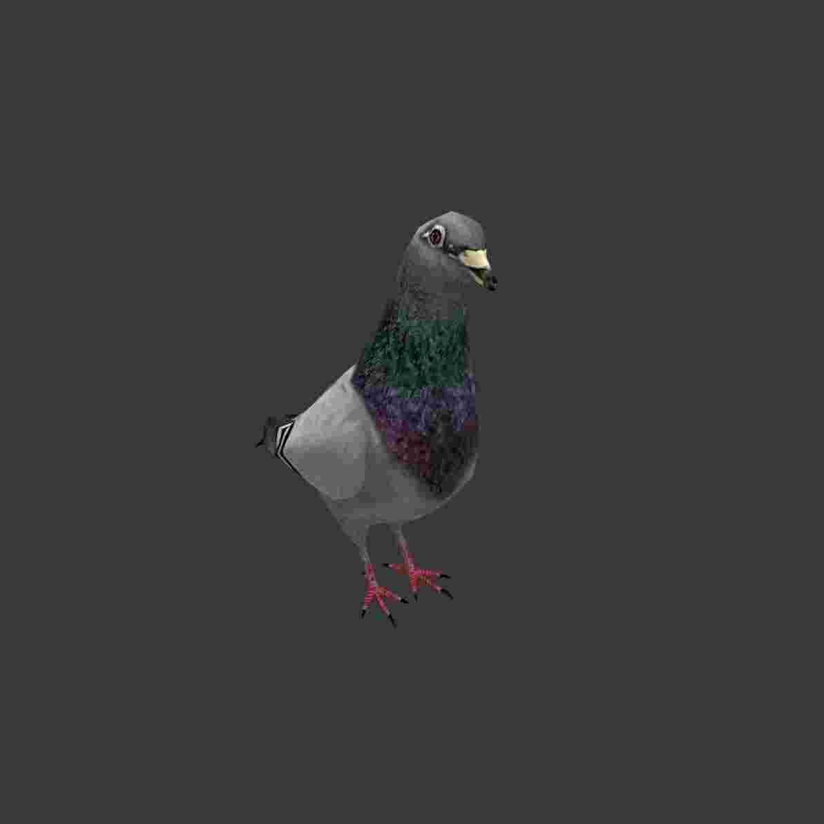 Pigeon