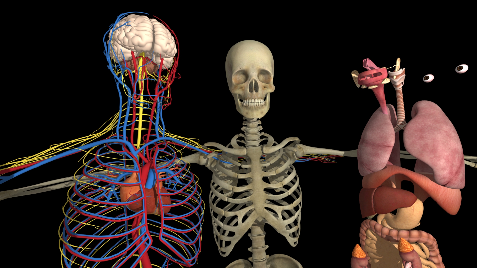 Anatomy AR