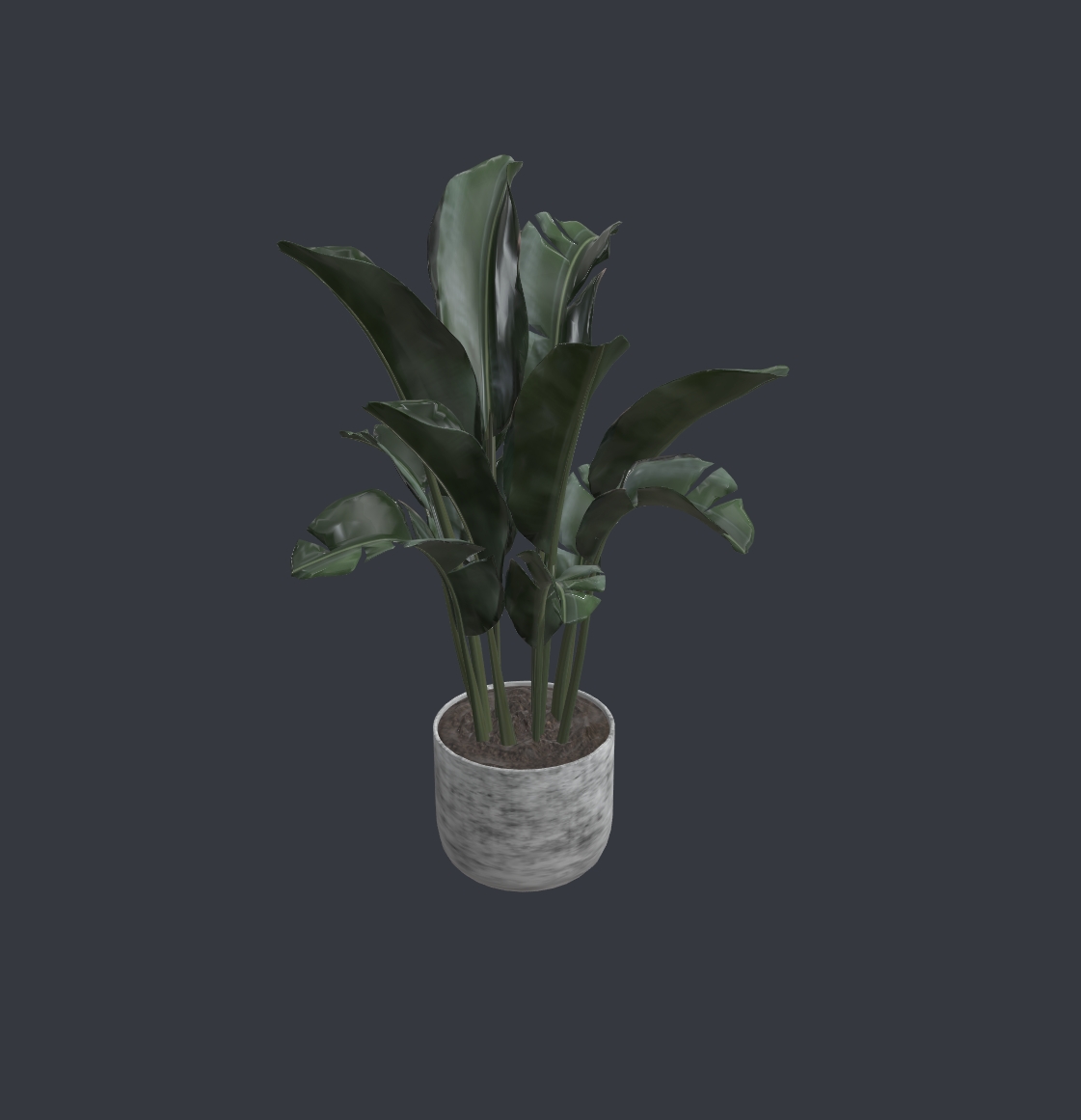 Banana Plant