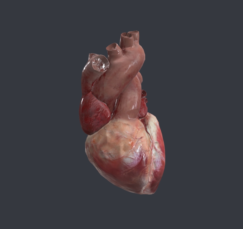 Heart